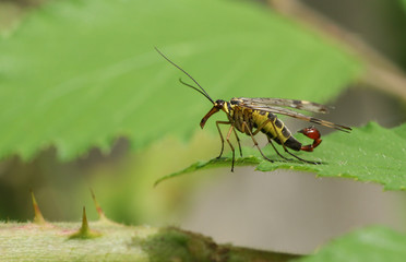 A male Scorpion Fly (Panorpa communis) perched on a leaf.