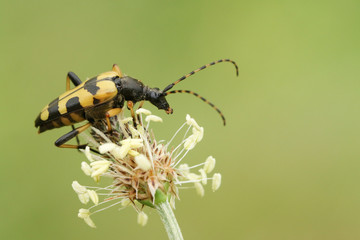 A Black and Yellow Longhorn Beetle (Rutpela maculata) perching on a plant.. 