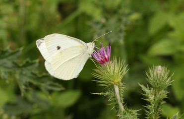 A Small White Butterfly (Pieris rapae) nectaring on a thistle flower.