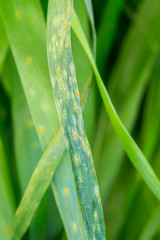 natural wheat leaf rust disease of puccinia triticina fungus