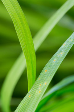 green wheat leaves with wheat leaf rust disease, puccinia triticina