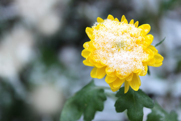 yellow flower