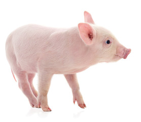 Small pink pig isolated.