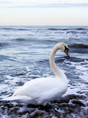 Obraz premium White, graceful swan stands in the sea blue water.