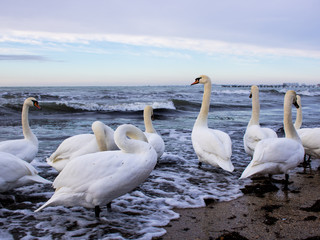 A flock of white swans walks into the sea. Evening.