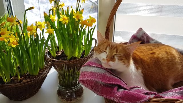Morning sunlight on the sleeping red cat. Cute funny red-white cat on the windowsill in basket with blossom yellow daffodils, close up