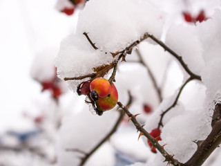 Rosehip berries on a snowcovered branch.