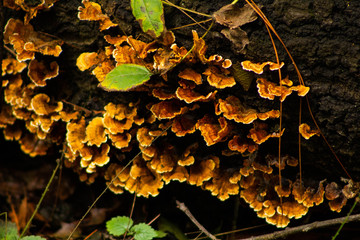 Trametes naranjas 