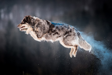 Australian Shepherd Holi Sprung
