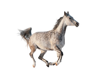 Fototapeta na wymiar Gray arabian horse isolated