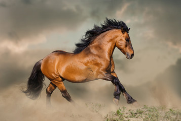 Wild bay stallion running in dust