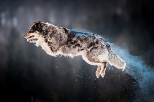 Australian Shepherd Holi Sprung