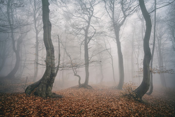 Foggy Forest of Gnarled Beech Trees in Autumn, faded colour