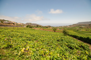 Fototapeta na wymiar vineyards in Tenerife