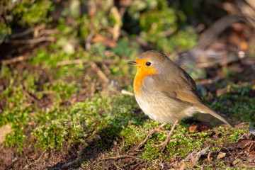 European Robin (Erithacus rubecula) in the nature protection area Moenchbruch near Frankfurt, Germany.