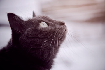 the cat looks out the window. Curious cat. The cat stares up. Gray cat. Close-up. Melancholic cat.