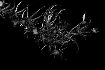 ice crystals on black background