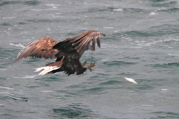 diagonal landing on fish 
