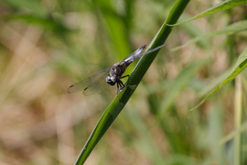 Libelle im Schilf
