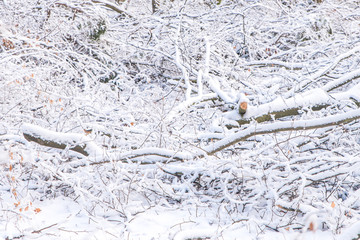 Schnee bedeckte Äste