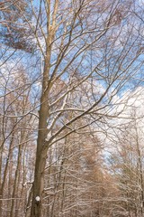 Fototapeta premium Verschneite Bäume