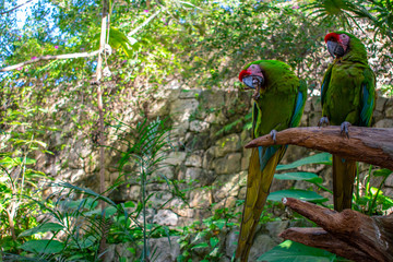 Green Parrot standing on tree in forest. close up. Ara Macaw in Xcaret Park, Mexico 