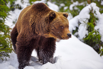 Wild brown bear (Ursus arctos) on the snow