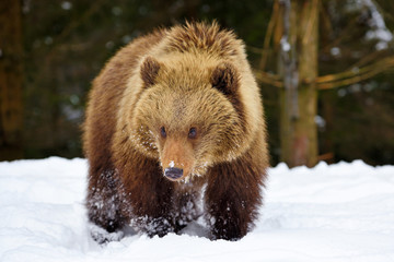 Obraz premium Cute little brown bear on the snow in winter forest