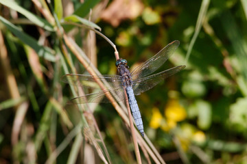 Libelle am Halöm