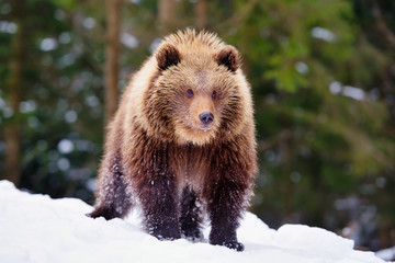 Obraz premium Cute little brown bear on the snow in winter forest