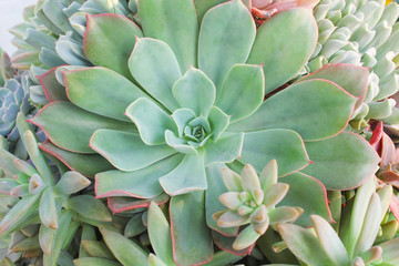 Top view big roses stone cactus flower blooming ornamental plants texture natural for background
