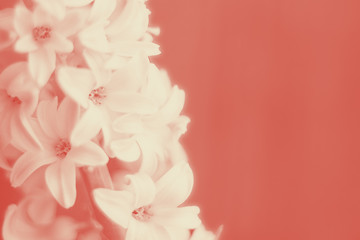 hyacinth blooming close up on empty background background. coral duotone. Copy space Horizontal. Design