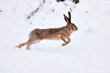 The European hare (Lepus europaeus) running on the snow covered field © nmelnychuk