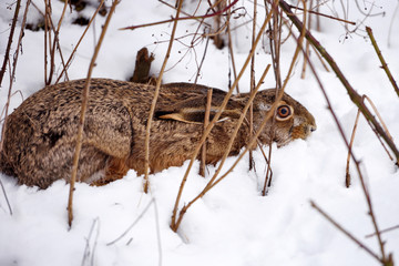 The European hare (Lepus europaeus) hid under a bush on snow