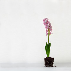 Pink hyacinth blooming without pot on empty white background front view back light with copy space. Square