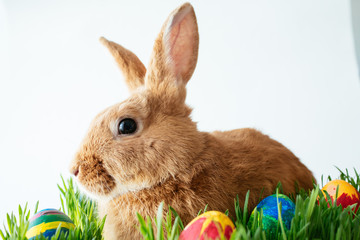 Easter bunny in green grass with painted eggs on white background