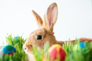 Easter bunny in green grass with painted eggs on white background
