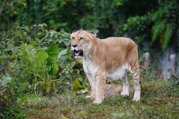 The liger is a hybrid offspring of a male lion  and a female tiger. Ligers have a tiger-like striped pattern,They enjoy swimming,  and are very sociable like lions.