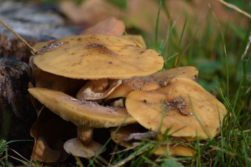 Champigons