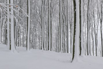 Beautiful winter landscape with beech trees. Winter in the forest.