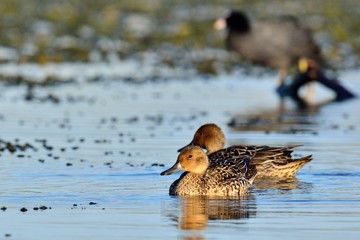 Pintail or Northern Pintail (Anas acuta), Crete 