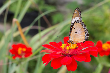  Butterflies in summer