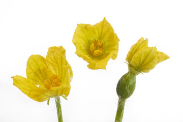 Male and Female Watermelon's Flower