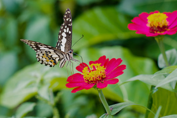  Butterflies in summer
