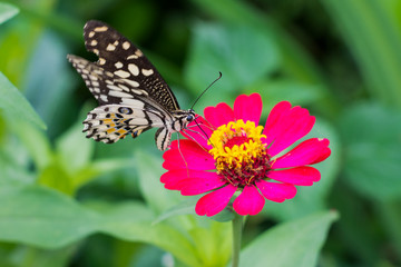 Obraz na płótnie Canvas Butterflies in summer