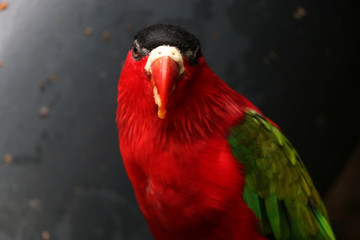 portrait of wide-tail purple-tailed lory on a gray background