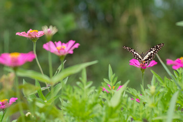  Butterflies in summer