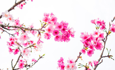 Obraz na płótnie Canvas beautiful cherry blossoms