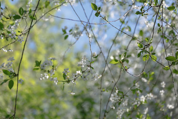 spring blooms white cherry on a branch with green leaves