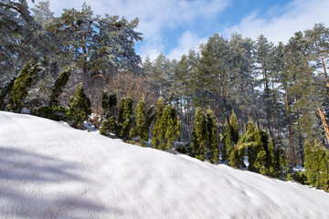 Evergreen in the snow background